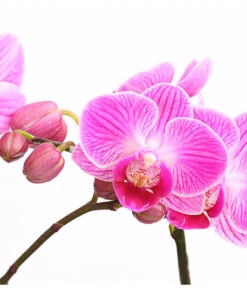Midi Schmetterlingsorchidee - Phalaenopsis Cultivars, Verschiedene Sorten -Gartenmöbel Store 8252900 WE DE 001 SchmetterlingsorchideePhalaneopsis2TrieberMidiT9DehnerExpressHerzig