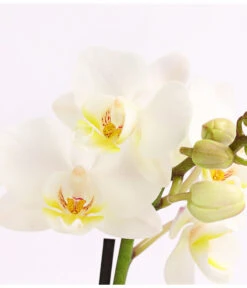 Midi Schmetterlingsorchidee - Phalaenopsis Cultivars, Verschiedene Sorten -Gartenmöbel Store 8252900 WE DE 002 SchmetterlingsorchideePhalaneopsis2TrieberMidiT9DehnerExpressHerzig