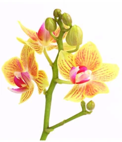 Midi Schmetterlingsorchidee - Phalaenopsis Cultivars, Verschiedene Sorten -Gartenmöbel Store 8252900 WE DE 004 SchmetterlingsorchideePhalaneopsis2TrieberMidiT9DehnerExpressHerzig