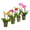 Midi Schmetterlingsorchidee - Phalaenopsis Cultivars, Verschiedene Sorten 1 Midi Schmetterlingsorchidee - Phalaenopsis Cultivars, Verschiedene Sorten -Gartenmöbel Store 8252900 WE FS 001 SchmetterlingsorchideePhalaneopsis2TrieberMidiT9DehnerExpressHerzig