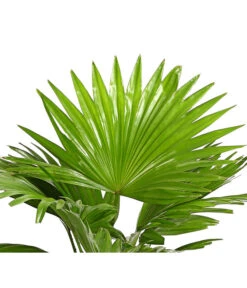 Rundblättrige Schirmpalme - Livistona Rotundifolia -Gartenmöbel Store 8255853 WE DE 001 LivistonaRotunddifoliaT12DehnerExpressHerzig