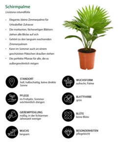 Rundblättrige Schirmpalme - Livistona Rotundifolia -Gartenmöbel Store 8255853 WE IG 001 LivistonaRotunddifoliaT12DehnerExpressHerzig