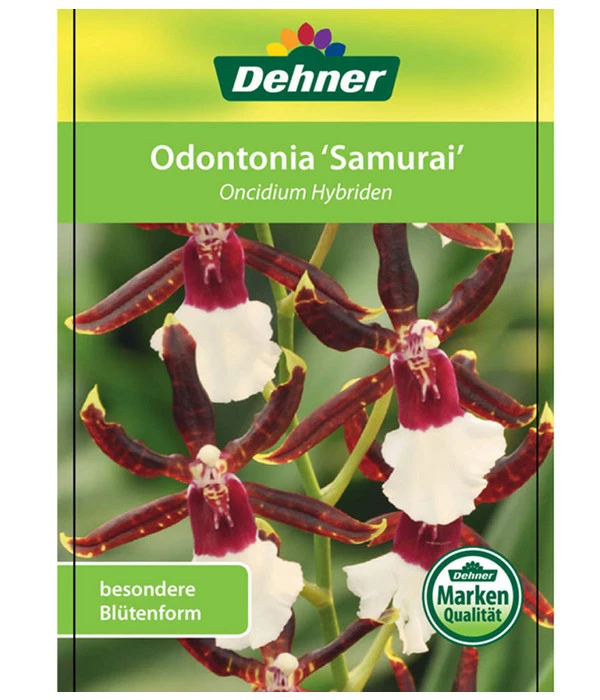 Odontonia-Orchidee - Odontonia Hybriden 'Samurai' 5 Odontonia-Orchidee - Odontonia Hybriden 'Samurai' – Bild 3