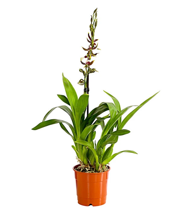 Odontonia-Orchidee - Odontonia Hybriden 'Samurai' 3 Odontonia-Orchidee - Odontonia Hybriden 'Samurai'