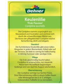 Keulenlilie 'Pink Passion' 11 Keulenlilie 'Pink Passion' -Gartenmöbel Store 8261828 CorylinePinkPassionEtikett2