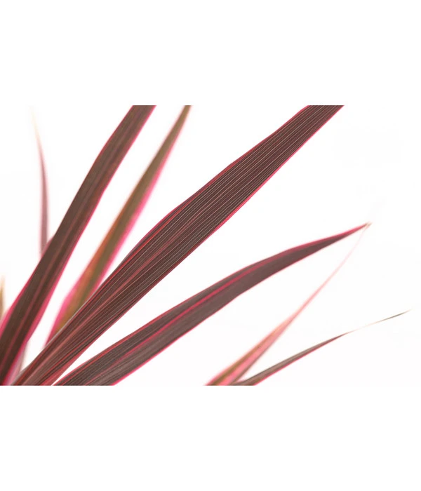 Keulenlilie 'Pink Passion' 4 Keulenlilie 'Pink Passion' – Bild 2