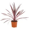 Keulenlilie 'Pink Passion' -Gartenmöbel Store 8261828 PR FS 001 CordylinePinkPassionDehnerExpressHerzig