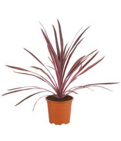 Keulenlilie 'Pink Passion'