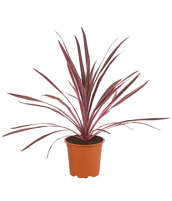 Keulenlilie 'Pink Passion' 3 Keulenlilie 'Pink Passion'