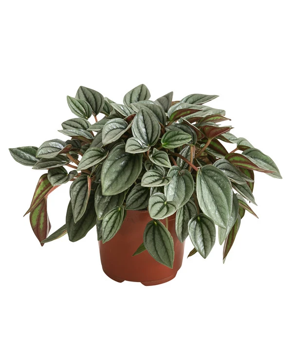 Peperomie - Peperomia Caperata 'Napoli Nights' 3 Peperomie - Peperomia Caperata 'Napoli Nights'