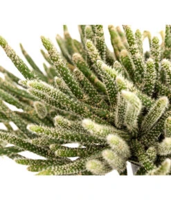 Korallenkaktus - Rhipsalis Cassutha, Verschiedene Sorten, Ampel 15 Korallenkaktus - Rhipsalis Cassutha, Verschiedene Sorten, Ampel -Gartenmöbel Store 8275307 PR DE 001 RhipsalisAmpelKorallenkaktusT18DehnerExpressHerzig