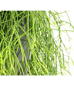 Korallenkaktus - Rhipsalis Cassutha, Verschiedene Sorten, Ampel 14 Korallenkaktus - Rhipsalis Cassutha, Verschiedene Sorten, Ampel -Gartenmöbel Store 8275307 PR DE 002 RhipsalisAmpelKorallenkaktusT18DehnerExpressHerzig