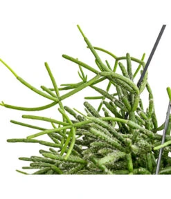 Korallenkaktus - Rhipsalis Cassutha, Verschiedene Sorten, Ampel 13 Korallenkaktus - Rhipsalis Cassutha, Verschiedene Sorten, Ampel -Gartenmöbel Store 8275307 PR DE 003 RhipsalisAmpelKorallenkaktusT18DehnerExpressHerzig