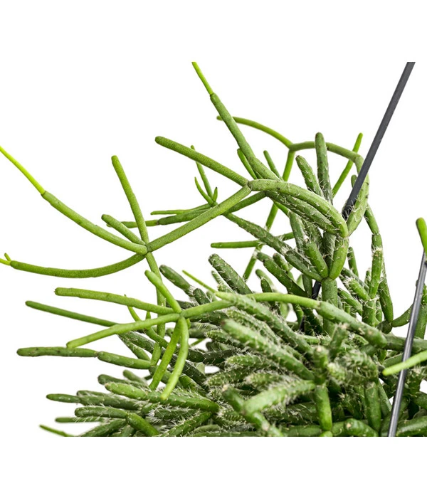 Korallenkaktus - Rhipsalis Cassutha, Verschiedene Sorten, Ampel 7 Korallenkaktus - Rhipsalis Cassutha, Verschiedene Sorten, Ampel – Bild 5