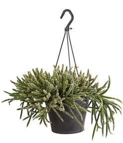 Korallenkaktus - Rhipsalis Cassutha, Verschiedene Sorten, Ampel 12 Korallenkaktus - Rhipsalis Cassutha, Verschiedene Sorten, Ampel -Gartenmöbel Store 8275307 PR FS 001 RhipsalisAmpelKorallenkaktusT18DehnerExpressHerzig