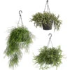 Korallenkaktus - Rhipsalis Cassutha, Verschiedene Sorten, Ampel 2 Korallenkaktus - Rhipsalis Cassutha, Verschiedene Sorten, Ampel -Gartenmöbel Store 8275307 PR FS 001 RhipsalisAmpelMixT18