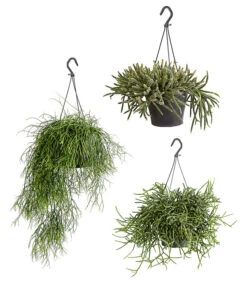 Korallenkaktus - Rhipsalis Cassutha, Verschiedene Sorten, Ampel