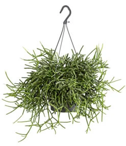 Korallenkaktus - Rhipsalis Cassutha, Verschiedene Sorten, Ampel 11 Korallenkaktus - Rhipsalis Cassutha, Verschiedene Sorten, Ampel -Gartenmöbel Store 8275307 PR FS 003 RhipsalisAmpelKorallenkaktusT18DehnerExpressHerzig
