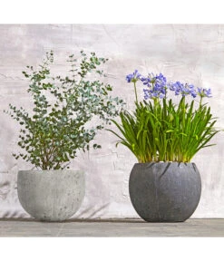 Dehner Leichtbeton-Topf Balloon Stone, Grau 16 Dehner Leichtbeton-Topf Balloon Stone, Grau -Gartenmöbel Store 8278251 WE MO 002 8586141 8587438 AgapanthusTwisterEucalyptusGunniBuschT24LapisLazuliUveSauerBL0218 1