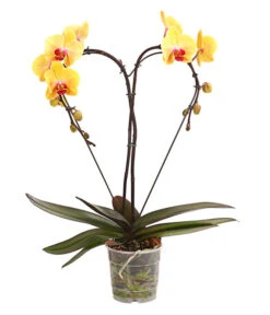 Schmetterlingsorchidee - Phalaenopsis Cultivars 'Heart', Verschiedene Sorten -Gartenmöbel Store 8280505 WE FS 002 SchmetterlingsorchideePhalaenopsisHeart2TrieberSonderfarbenDehnerExpressHerzig