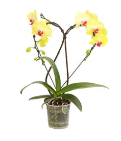 Schmetterlingsorchidee - Phalaenopsis Cultivars 'Heart', Verschiedene Sorten -Gartenmöbel Store 8280505 WE FS 003 SchmetterlingsorchideePhalaenopsisHeart2TrieberSonderfarbenDehnerExpressHerzig