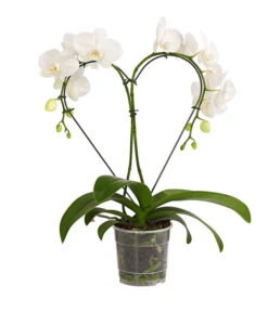 Schmetterlingsorchidee - Phalaenopsis Cultivars 'Heart', Verschiedene Sorten -Gartenmöbel Store 8280505 WE FS 005 SchmetterlingsorchideePhalaenopsisHeart2TrieberSonderfarbenDehnerExpressHerzig