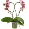 Schmetterlingsorchidee - Phalaenopsis Cultivars 'Heart', Verschiedene Sorten -Gartenmöbel Store 8280505 WE FS 006 SchmetterlingsorchideePhalaenopsisHeart2TrieberSonderfarbenDehnerExpressHerzig