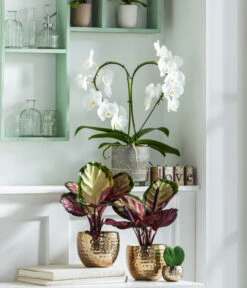 Schmetterlingsorchidee - Phalaenopsis Cultivars 'Heart', Verschiedene Sorten -Gartenmöbel Store 8280505 WE MO 001 PhalaenopsisHerzT12