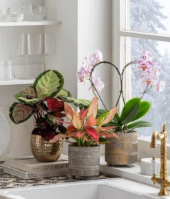 Schmetterlingsorchidee - Phalaenopsis Cultivars 'Heart', Verschiedene Sorten -Gartenmöbel Store 8280505 WE MO 001 PhalaenosisHeartT12Valentin