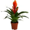 Vriesea - Bromelia Cultivars 'Intenso Orange'