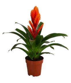 Vriesea - Bromelia Cultivars 'Intenso Orange'