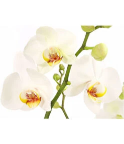 Schmetterlingsorchidee - Phalaenopsis Cultivars, Verschiedene Sorten -Gartenmöbel Store 8280919 PR DE 001 Phalaenopsis4TrieberMixT12DehnerExpressHerzig