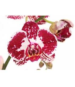 Schmetterlingsorchidee - Phalaenopsis Cultivars, Verschiedene Sorten -Gartenmöbel Store 8280919 PR DE 002 Phalaenopsis4TrieberMixT12DehnerExpressHerzig