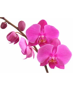 Schmetterlingsorchidee - Phalaenopsis Cultivars, Verschiedene Sorten -Gartenmöbel Store 8280919 PR DE 003 Phalaenopsis4TrieberMixT12DehnerExpressHerzig