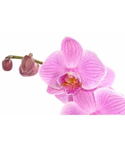 Schmetterlingsorchidee - Phalaenopsis Cultivars, Verschiedene Sorten -Gartenmöbel Store 8280919 PR DE 004 Phalaenopsis4TrieberMixT12DehnerExpressHerzig