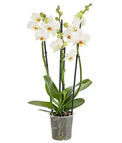 Schmetterlingsorchidee - Phalaenopsis Cultivars, Verschiedene Sorten -Gartenmöbel Store 8280919 PR FS 001 Phalaenopsis4TrieberMixT12DehnerExpressHerzig