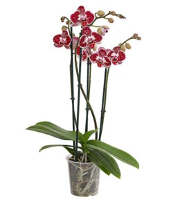 Schmetterlingsorchidee - Phalaenopsis Cultivars, Verschiedene Sorten -Gartenmöbel Store 8280919 PR FS 002 Phalaenopsis4TrieberMixT12DehnerExpressHerzig