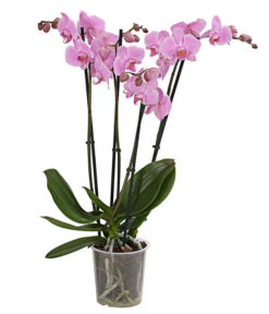 Schmetterlingsorchidee - Phalaenopsis Cultivars, Verschiedene Sorten -Gartenmöbel Store 8280919 PR FS 004 Phalaenopsis4TrieberMixT12DehnerExpressHerzig