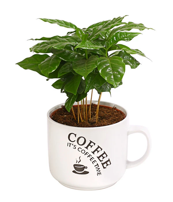 Kaffeepflanze - Coffea Arabica, Verschiedene Sorten, In Keramik 5 Kaffeepflanze - Coffea Arabica, Verschiedene Sorten, In Keramik – Bild 3