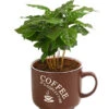 Kaffeepflanze - Coffea Arabica, Verschiedene Sorten, In Keramik 1 Kaffeepflanze - Coffea Arabica, Verschiedene Sorten, In Keramik -Gartenmöbel Store 8290074 WE FS 003 CoffeaInHenkeltasseT12DehnerExpressHerzig