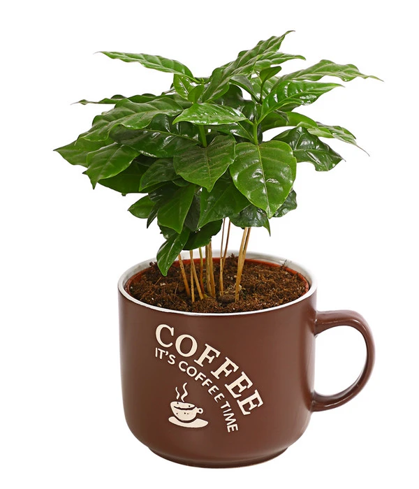 Kaffeepflanze - Coffea Arabica, Verschiedene Sorten, In Keramik 3 Kaffeepflanze - Coffea Arabica, Verschiedene Sorten, In Keramik