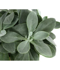 Kreuzkraut - Senecio Cephalophorus 11 Kreuzkraut - Senecio Cephalophorus -Gartenmöbel Store 8290652 WE DE 001 SenecioCephalophorusT12