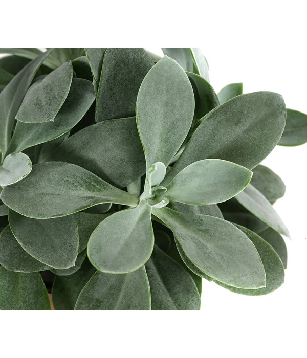 Kreuzkraut - Senecio Cephalophorus 7 Kreuzkraut - Senecio Cephalophorus – Bild 5