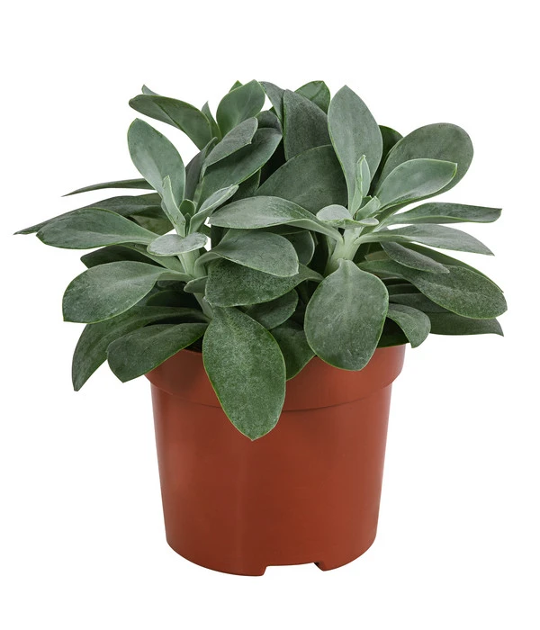 Kreuzkraut - Senecio Cephalophorus 3 Kreuzkraut - Senecio Cephalophorus