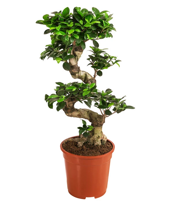 Chinesische Feige - Ficus Microcarpa 'Ginseng' 3 Chinesische Feige - Ficus Microcarpa 'Ginseng'