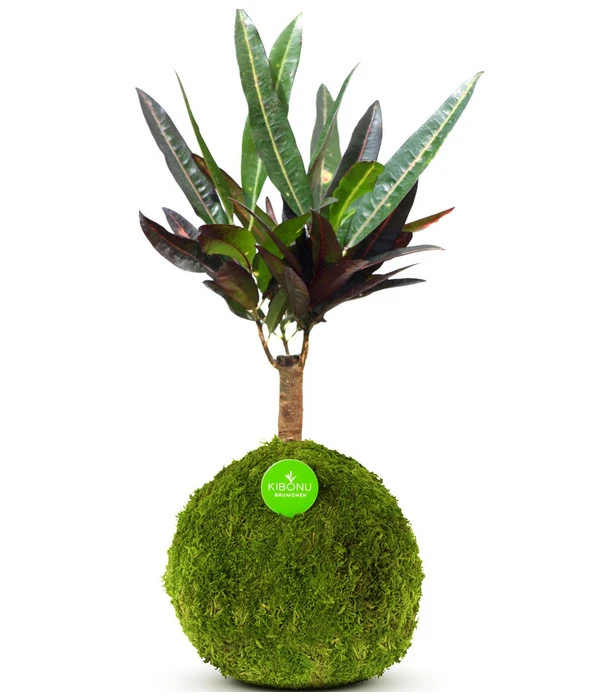 Kibonu Wunderstrauch - Codiaeum Variegatum 'Yelda' 3 Kibonu Wunderstrauch - Codiaeum Variegatum 'Yelda'