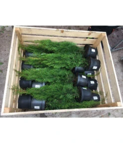 31 Meter Lebensbaum 'Smaragd', 125 X Ca. 40-60 Cm -Gartenmöbel Store 8295149 WE FS 001 ThujaPalette3Liter