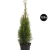 31 Meter Lebensbaum 'Smaragd', 125 X Ca. 40-60 Cm -Gartenmöbel Store 8295149 WE FS 003 LebensbaumThujsaOccidentalisSmaragd3L125x