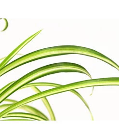 Grünlilie - Chlorophytum Comosum 'Atlantic' 7 Grünlilie - Chlorophytum Comosum 'Atlantic' -Gartenmöbel Store 8298283 WE DE 002 ChlorophytumAtlanticT12