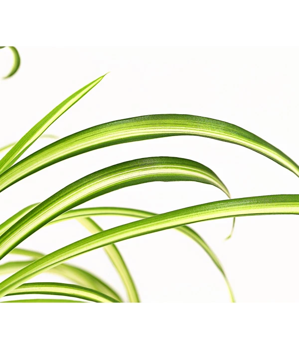 Grünlilie - Chlorophytum Comosum 'Atlantic' 5 Grünlilie - Chlorophytum Comosum 'Atlantic' – Bild 3